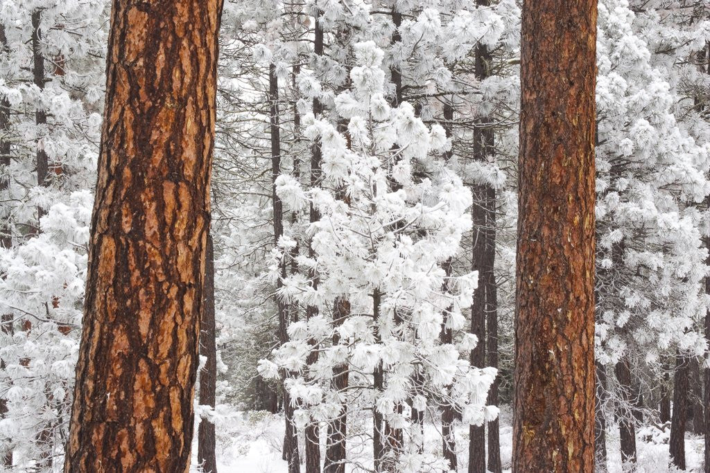 Detail of Snow covered ponderosa pine trees by Anonymous