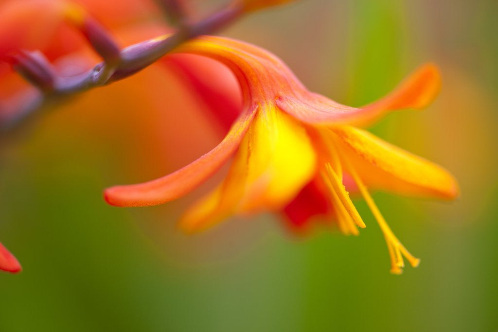 Detail of Close-up of a flower by Anonymous