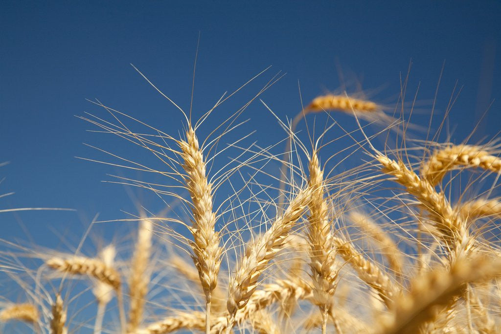 Detail of Wheat field by Anonymous