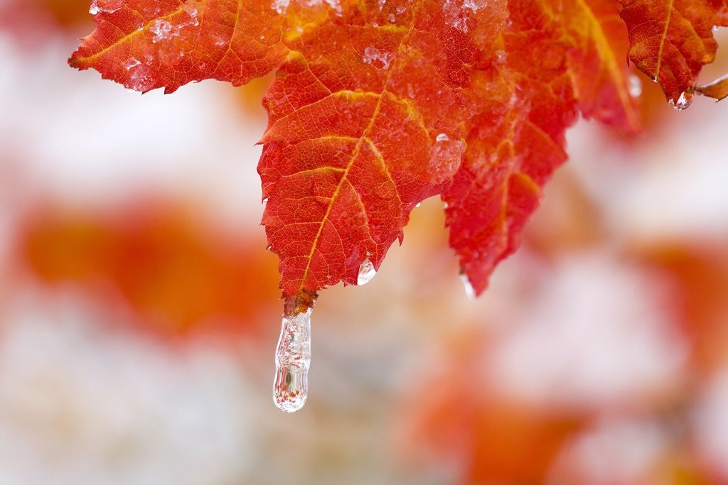 Detail of Snow and ice on an autumn vine maple by Anonymous