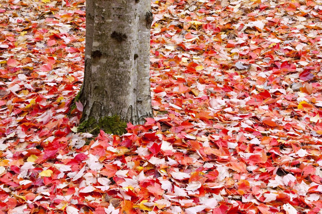 Detail of Pile of autumn leaves around tree trunk by Corbis