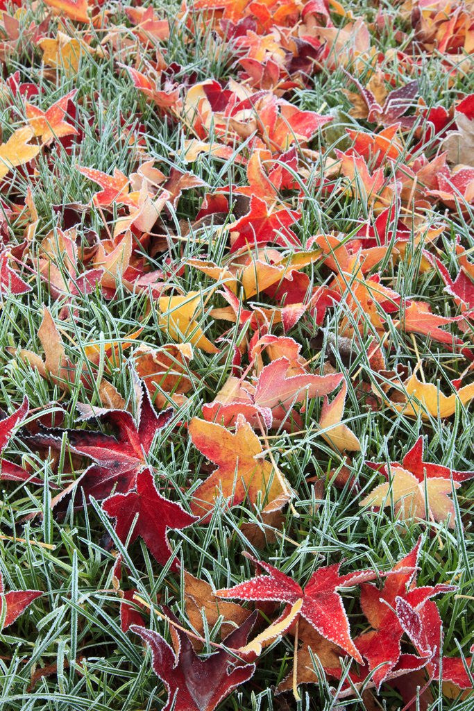 Detail of Frost on autumn leaves by Anonymous