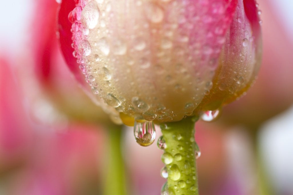 Detail of Dew dripping off a tulip by Corbis