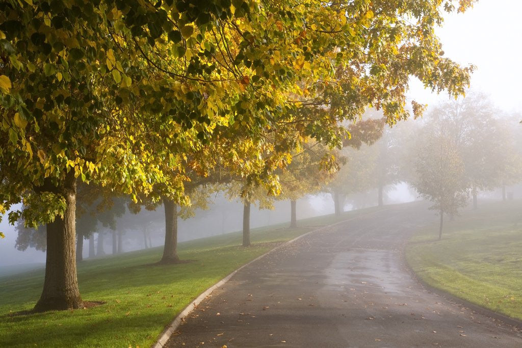 Detail of Misty autumn trees by Anonymous