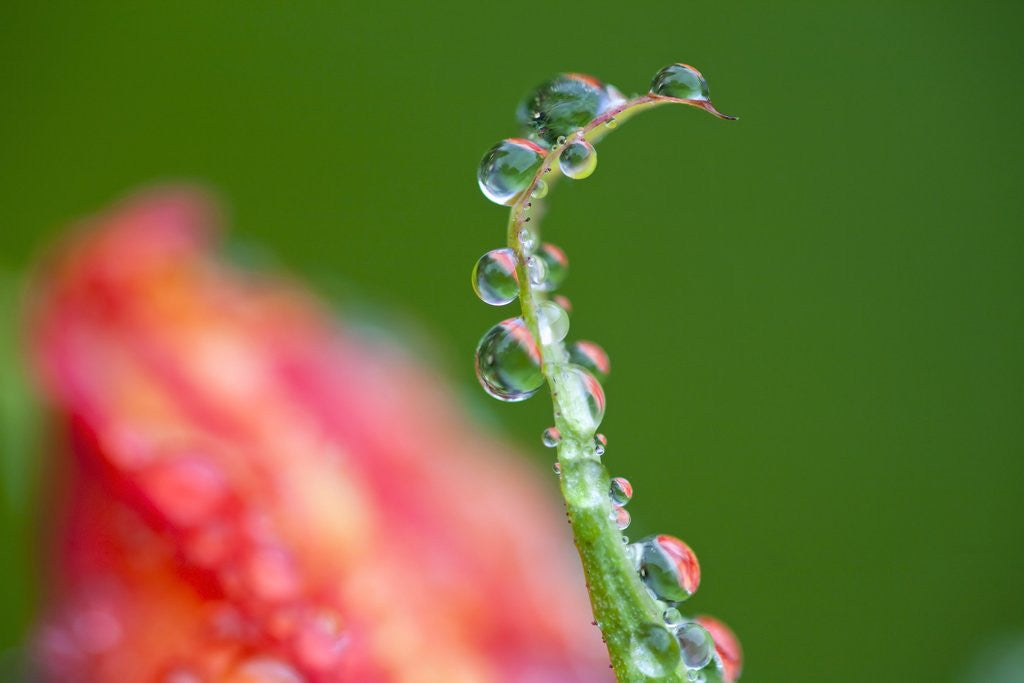 Detail of Dew drops on a flower stem by Anonymous
