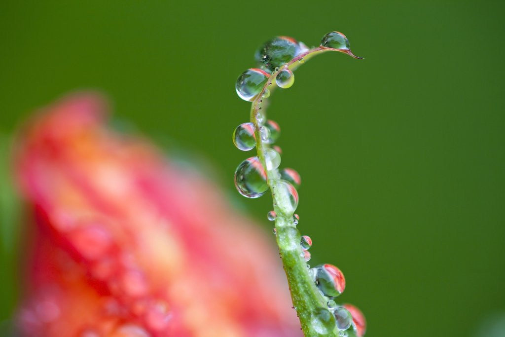Detail of Dew drops on a flower stem by Corbis