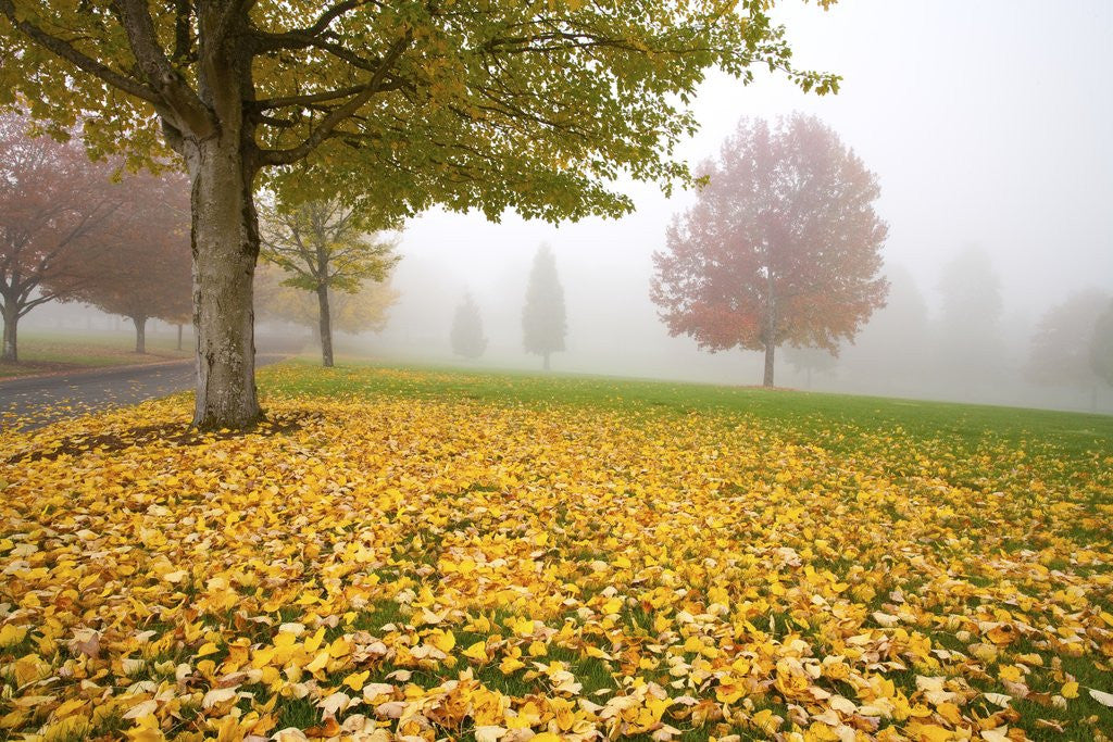 Detail of Misty autumn trees by Anonymous