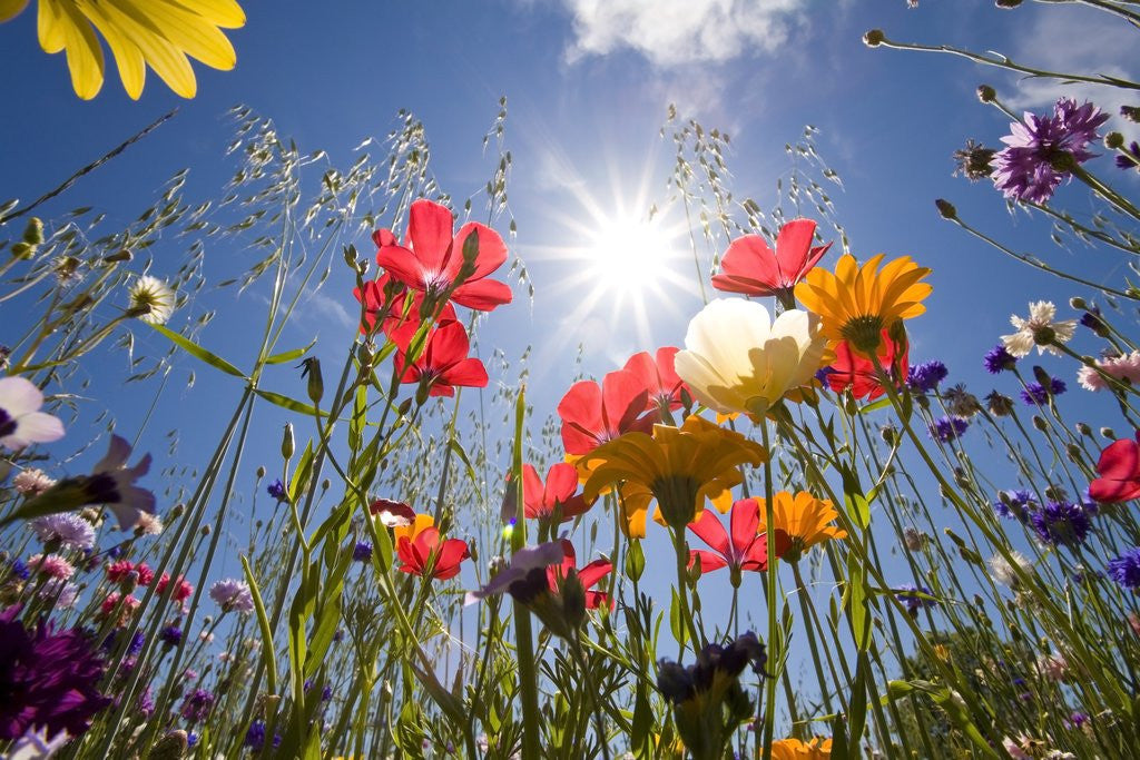 Detail of Sun and clear sky above wildflowers by Corbis