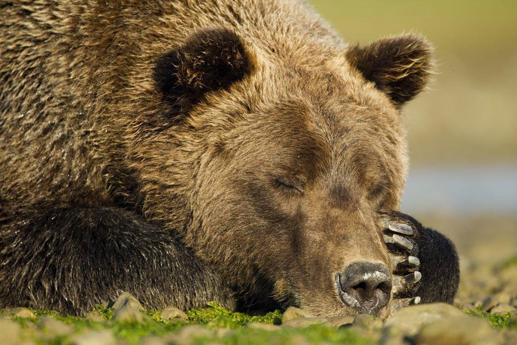 Detail of Sleeping Brown Bear, Katmai National Park, Alaska by Anonymous