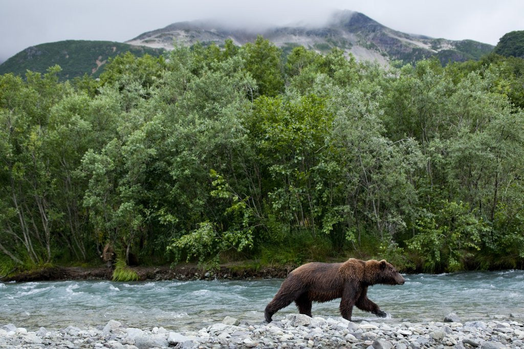 Detail of Brown Bear, Katmai National Park, Alaska by Anonymous