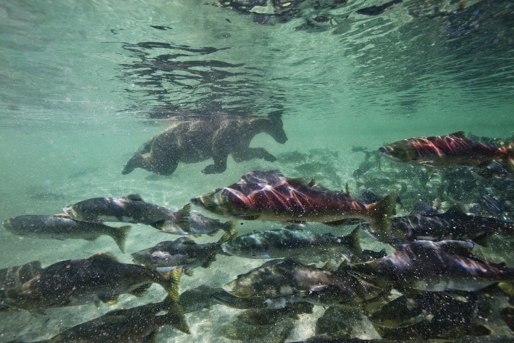 Detail of Underwater Brown Bear, Katmai National Park, Alaska by Anonymous