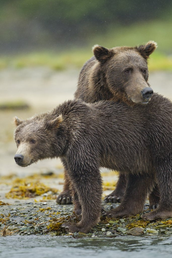 Detail of Brown Bear and Cub, Katmai National Park, Alaska by Anonymous