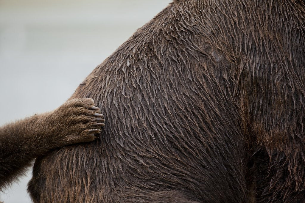 Detail of Grizzly Bear, Katmai National Park, Alaska by Anonymous