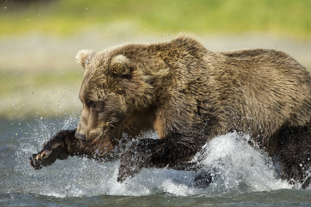 Brown Bear Fishing Katmai National Park Alaska Posters Prints By brown-bear-fishing-katmai-national-park-alaska-posters-prints-by