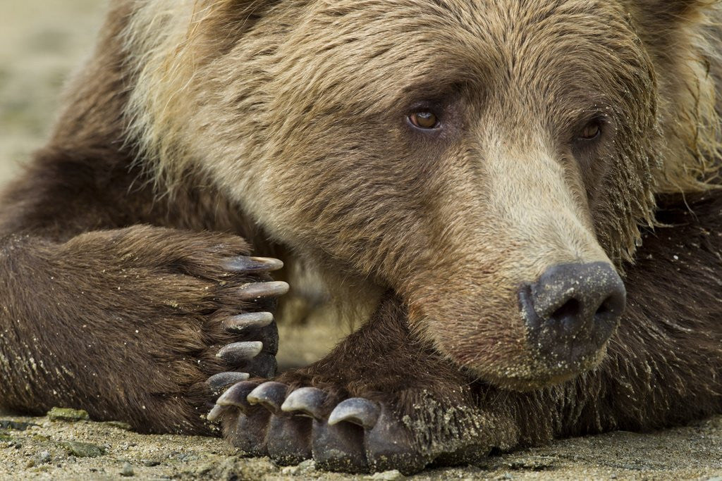 Detail of Resting Brown Bear, Katmai National Park, Alaska by Anonymous