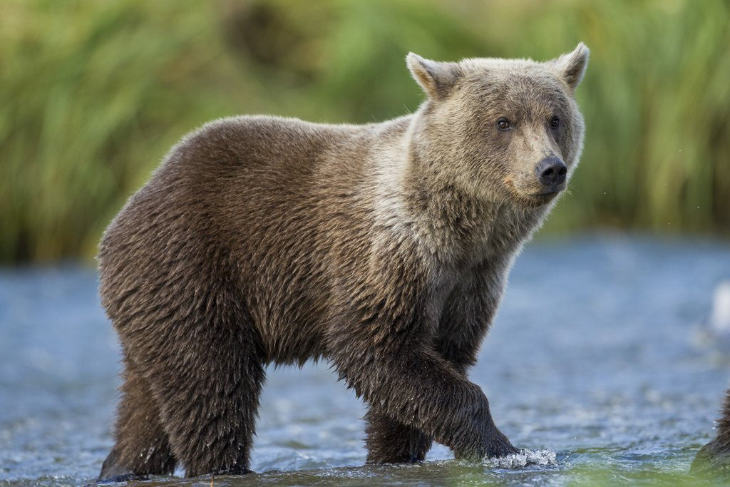 Detail of Young Brown Bear, Katmai National Park, Alaska by Anonymous
