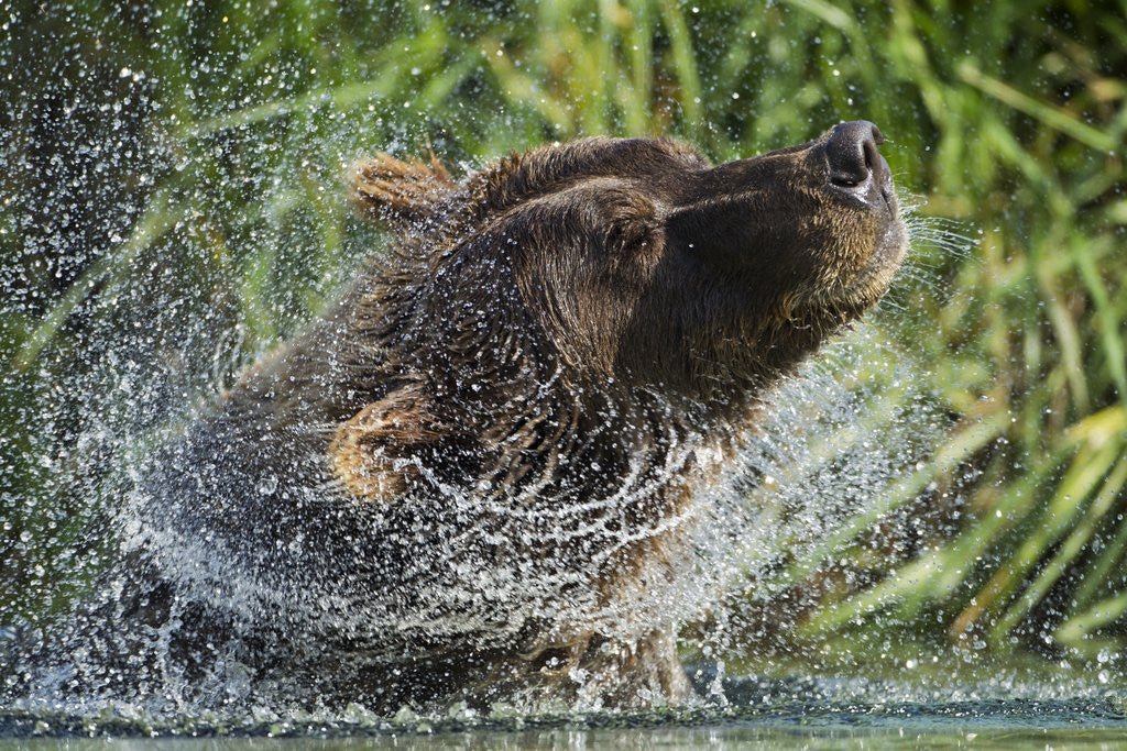 Detail of Brown Bear Fishing in Salmon Stream, Katmai National Park, Alaska by Anonymous