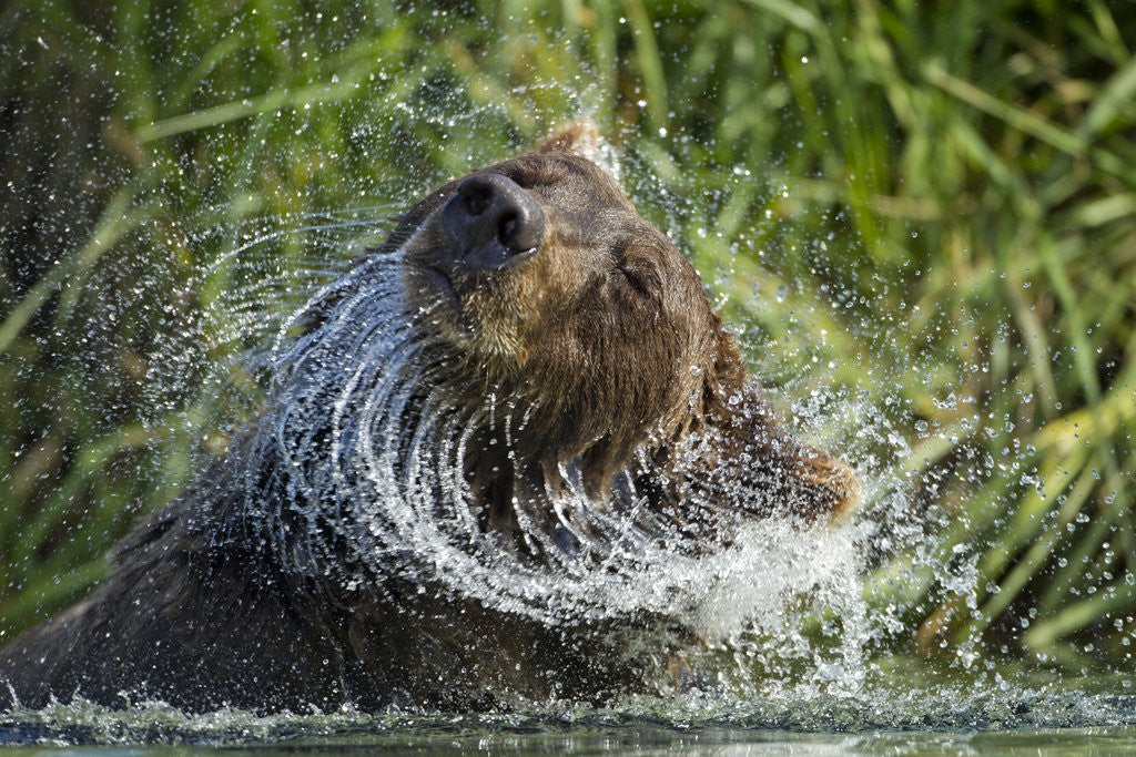 Detail of Brown Bear Fishing in Salmon Stream, Katmai National Park, Alaska by Anonymous