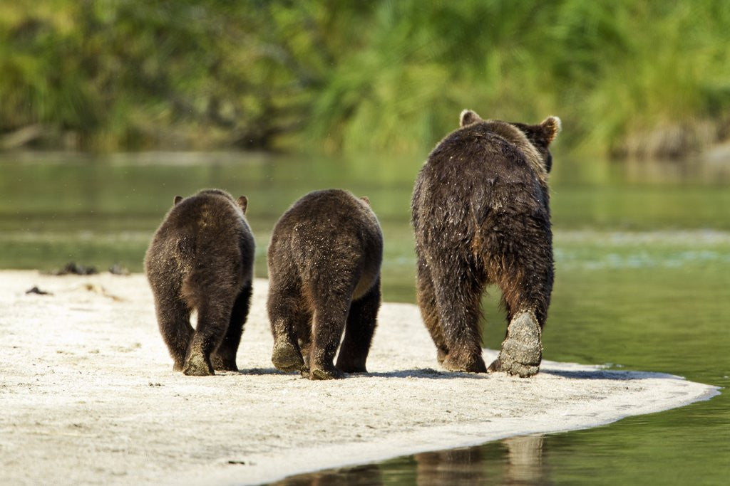 Detail of Brown Bear and Cubs, Katmai National Park, Alaska by Anonymous