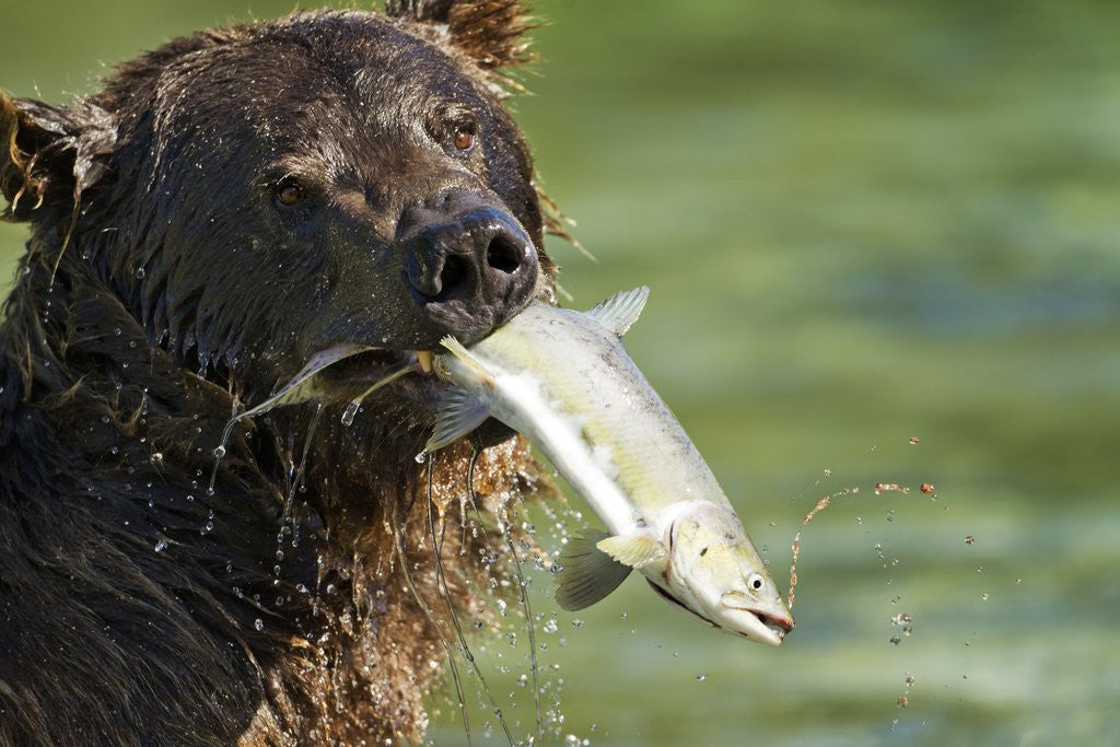 Detail of Brown Bear Fishing for Salmon, Katmai National Park, Alaska by Anonymous