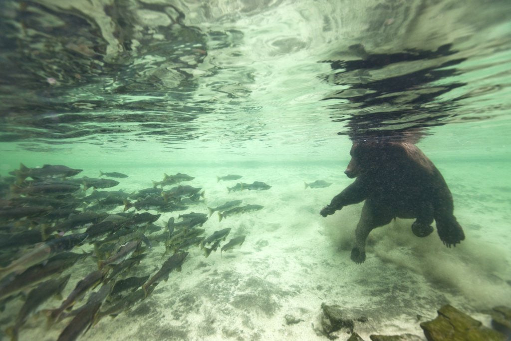 Detail of Underwater Brown Bear, Katmai National Park, Alaska by Anonymous