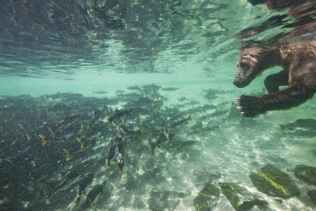 Detail of Underwater Brown Bear, Katmai National Park, Alaska by Anonymous