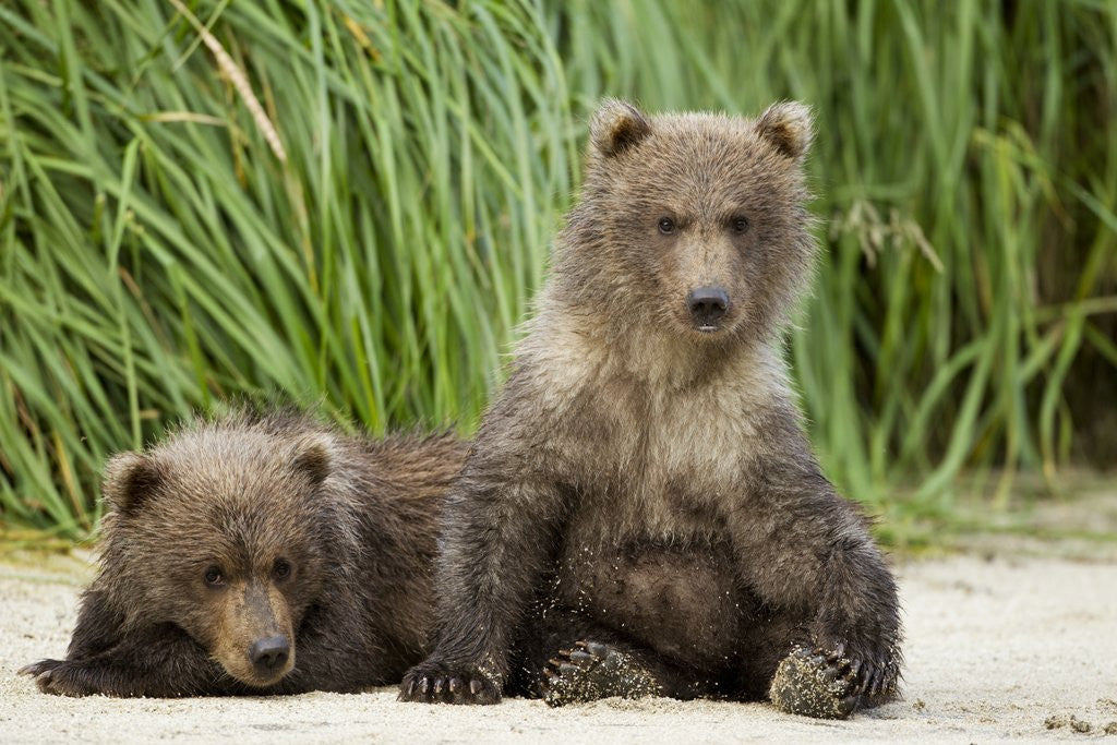 Detail of Brown Bear Cubs, Katmai National Park, Alaska by Anonymous