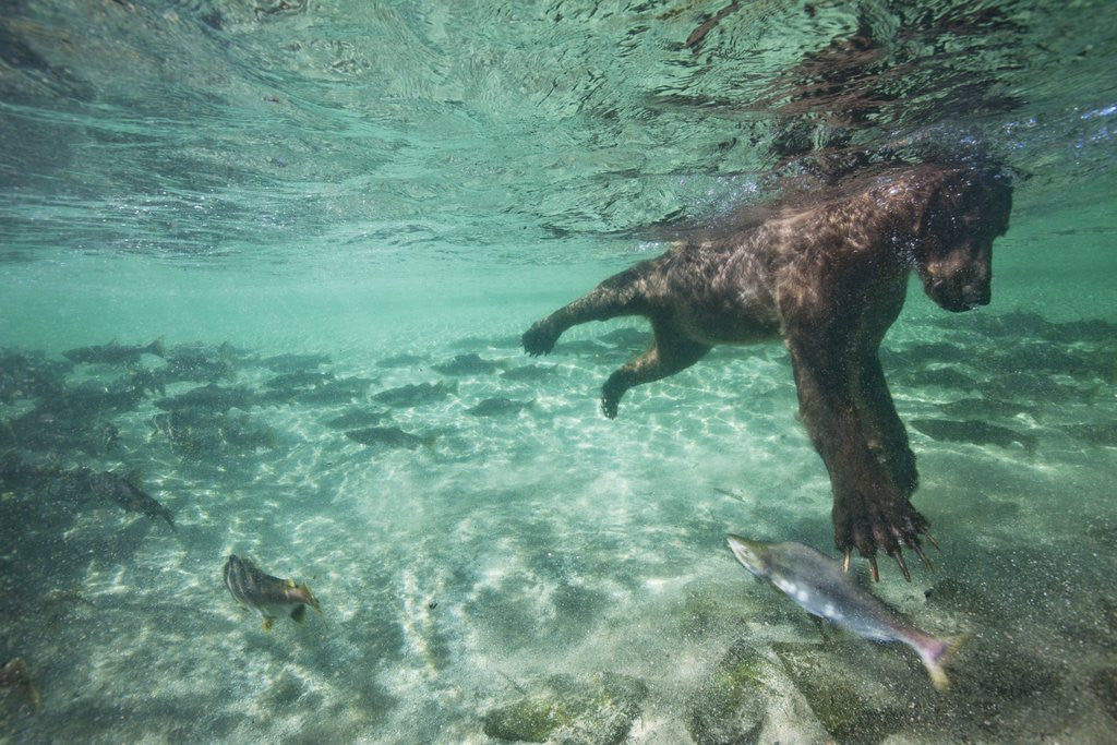 Detail of Underwater Brown Bear, Katmai National Park, Alaska by Anonymous