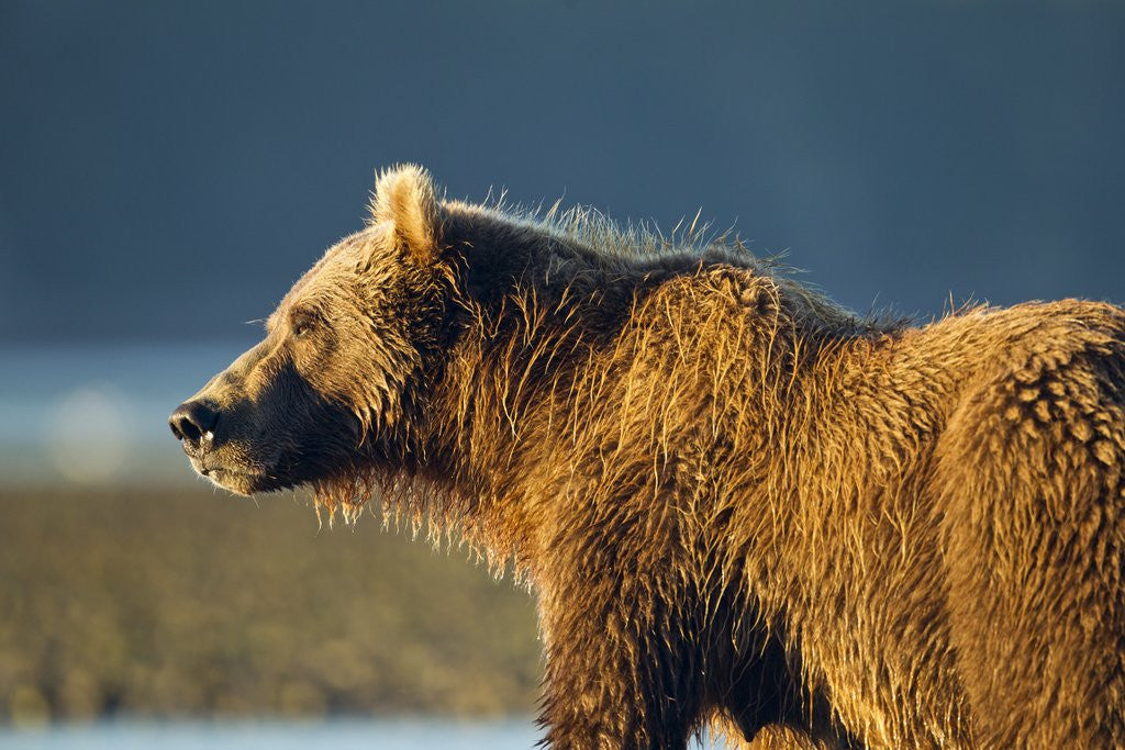 Detail of Brown Bear at Dawn, Katmai National Park, Alaska by Anonymous