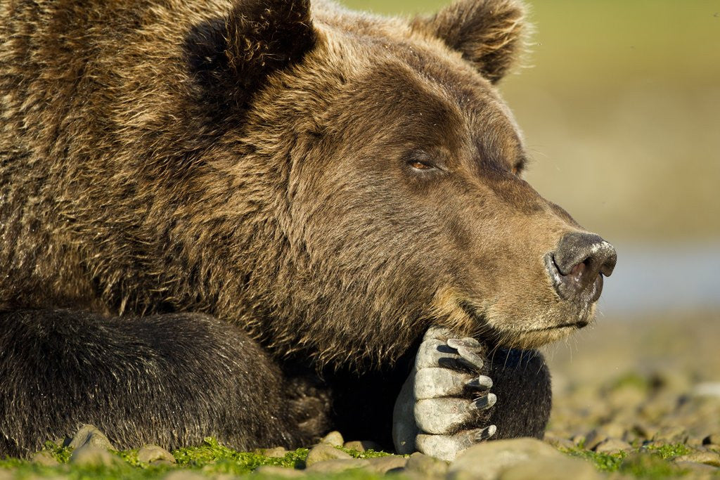 Detail of Brown Bear, Katmai National Park, Alaska by Anonymous
