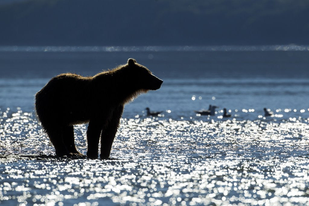 Detail of Brown Bear, Katmai National Park, Alaska by Anonymous