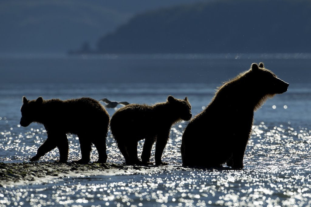 Detail of Brown Bear and Cubs, Katmai National Park, Alaska by Anonymous