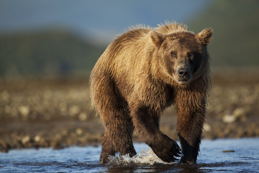 Detail of Bown Bear, Katmai National Park, Alaska by Anonymous