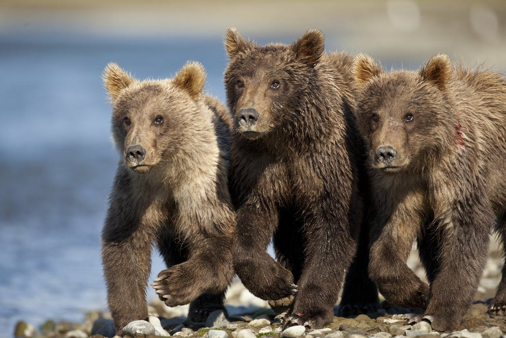 Detail of Brown Bear Cubs, Katmai National Park, Alaska by Anonymous