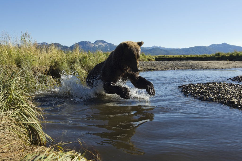 Detail of Brown Bear Fishing, Katmai National Park, Alaska by Anonymous
