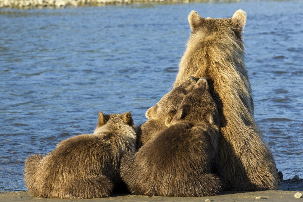 Detail of Brown Bear Sow and Cubs, Katmai National Park, Alaska by Anonymous