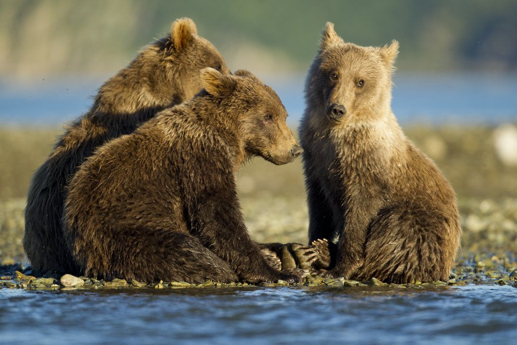 Detail of Brown Bear Cubs, Katmai National Park, Alaska by Anonymous