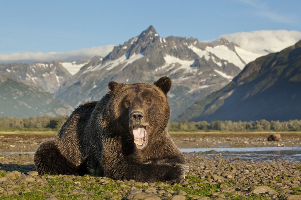 Detail of Grizzly Bear, Katmai National Park, Alaska by Anonymous