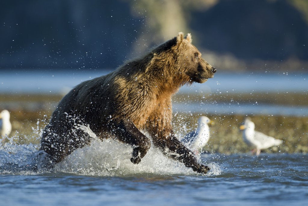 Detail of Fishing Brown Bear in Katmai National Park by Anonymous