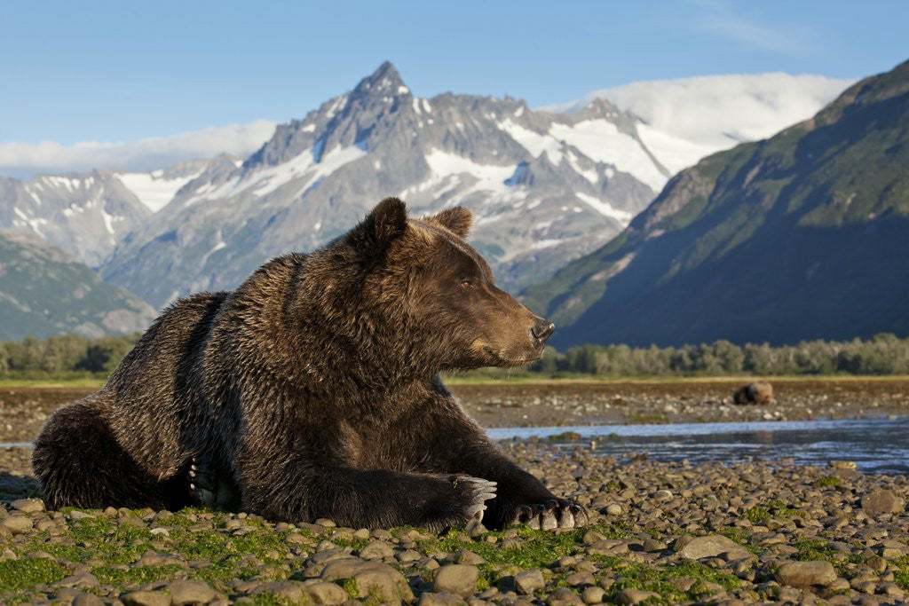 Detail of Brown Bear, Katmai National Park, Alaska by Anonymous