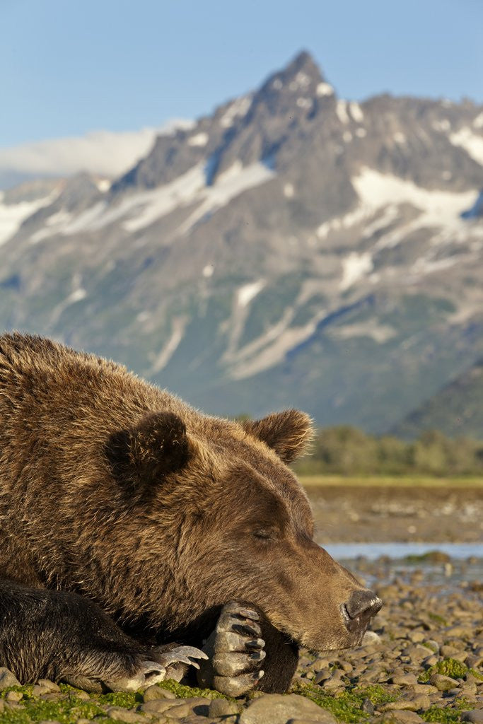 Detail of Brown Bear and Coastal Mountains, Katmai National Park, Alaska by Corbis