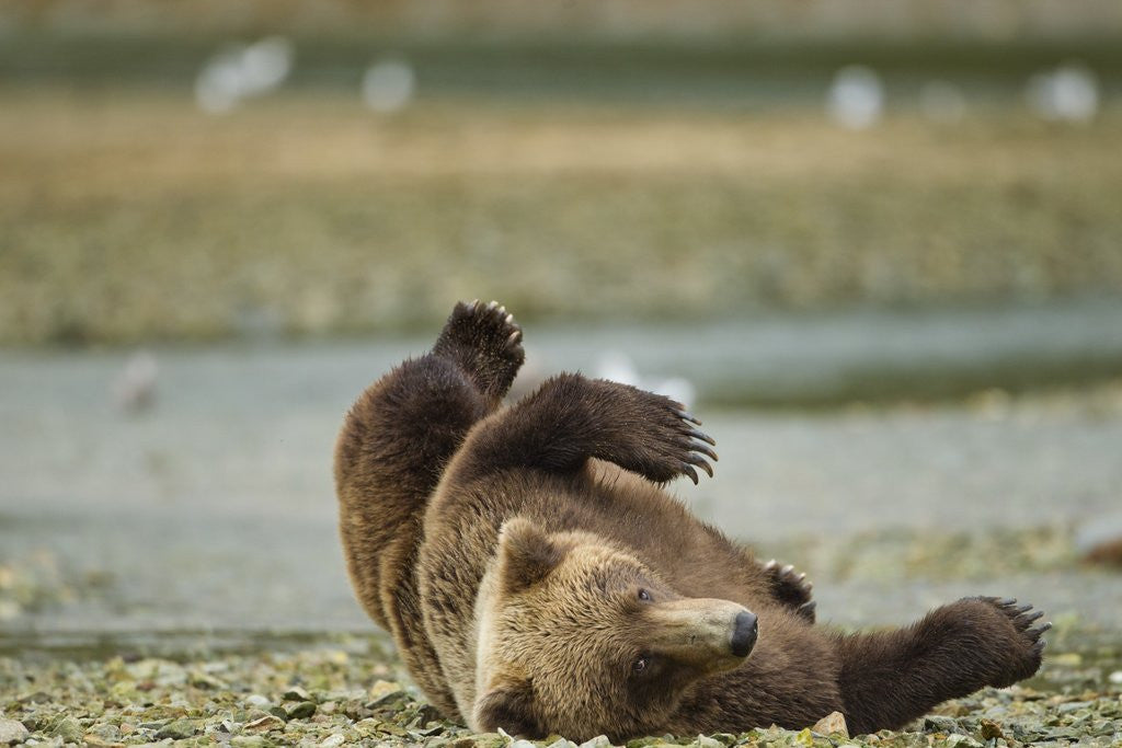 Detail of Resting Brown Bear, Katmai National Park, Alaska by Anonymous