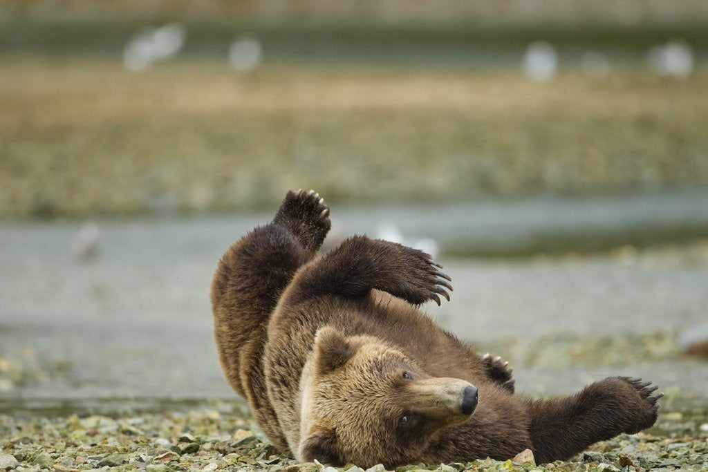 Detail of Resting Brown Bear, Katmai National Park, Alaska by Corbis