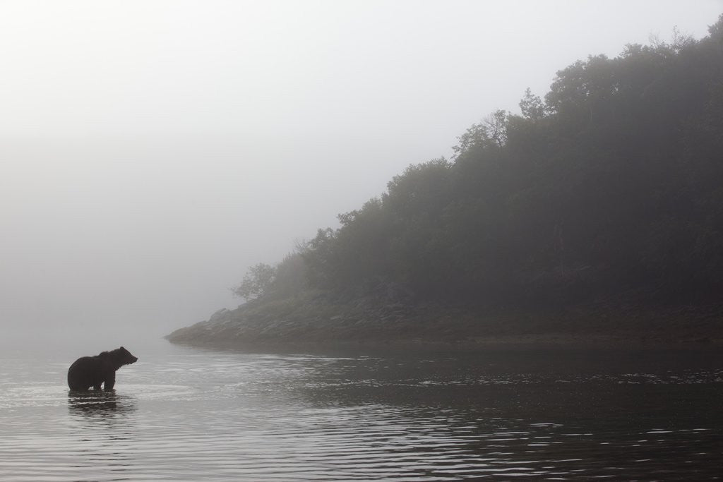Detail of Brown Bear in Fog, Katmai National Park, Alaska by Anonymous