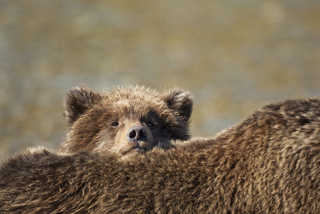 Detail of Brown Bear Cub and Mother, Katmai National Park, Alaska by Anonymous