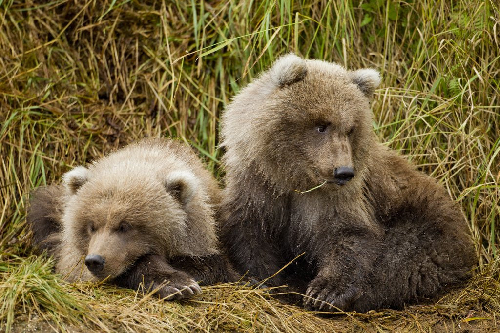 Detail of Brown Bear Spring Cubs, Katmai National Park, Alaska by Anonymous