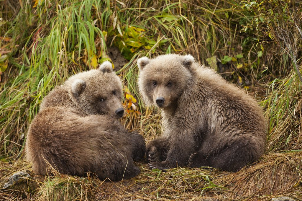 Detail of Brown Bear Spring Cubs, Katmai National Park, Alaska by Anonymous