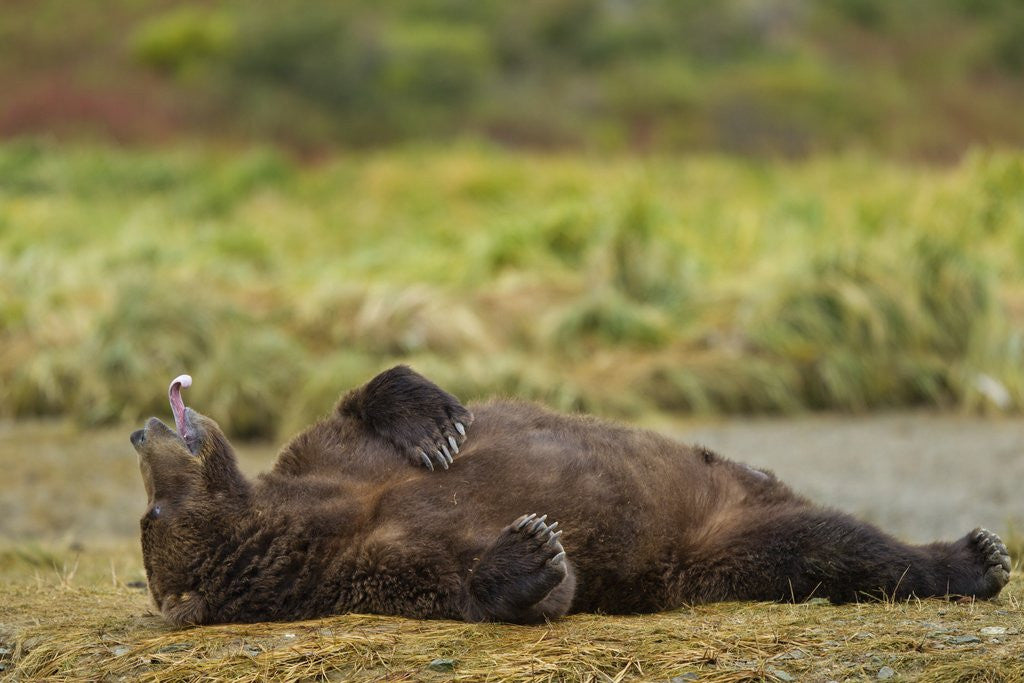 Detail of Resting Brown Bear, Katmai National Park, Alaska by Anonymous
