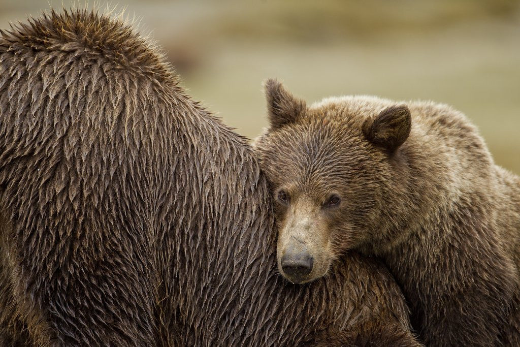 Detail of Brown Bear Cub and Sow, Katmai National Park, Alaska by Anonymous