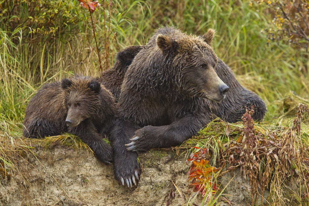 Detail of Brown Bear Sow and Cubs, Katmai National Park, Alaska by Anonymous